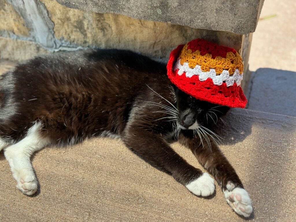 Black and white cat with a Chiefs inspired crocheted hat on in the sun